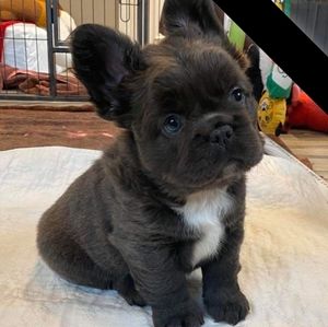 Meet your Posher, Paige